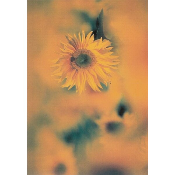 Arndt, I. Sonnenblume. Foto