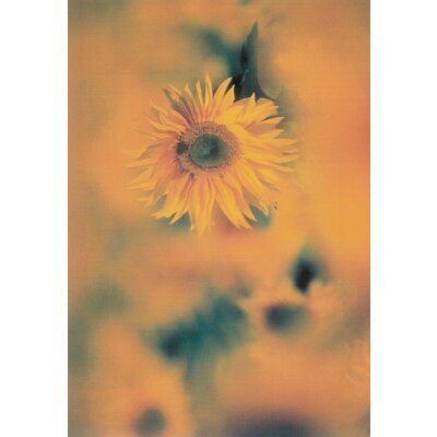 Arndt, I. Sonnenblume. Foto
