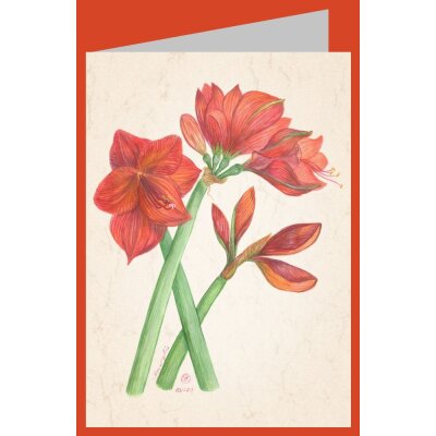 Anna Malten. Amaryllis, 2013. Mini-DK
