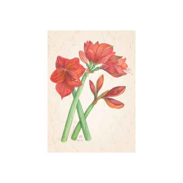 Anna Malten. Amaryllis, 2013. DIN-A4 KD