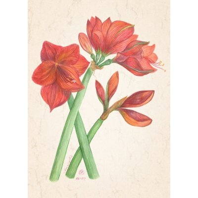 Anna Malten. Amaryllis, 2013. DIN-A4 KD