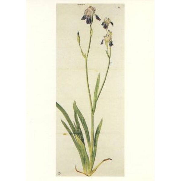 Albrecht Dürer. Iris