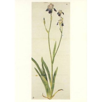 Albrecht Dürer. Iris