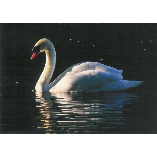 Wu, Gang. Schwan. Foto