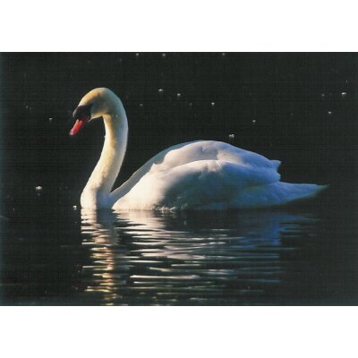 Wu, Gang. Schwan. Foto