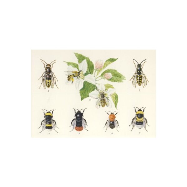 Lars Klinting. Bienen