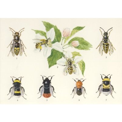Lars Klinting. Bienen