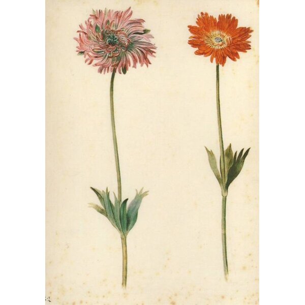 Georg Flegel. Prunk- und Strahl-Anemone
