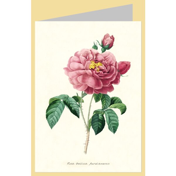 Pierre-Joseph Redouté. Rosa Gallica Aurelianensis, 1835
