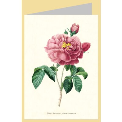 Pierre-Joseph Redouté. Rosa Gallica Aurelianensis, 1835